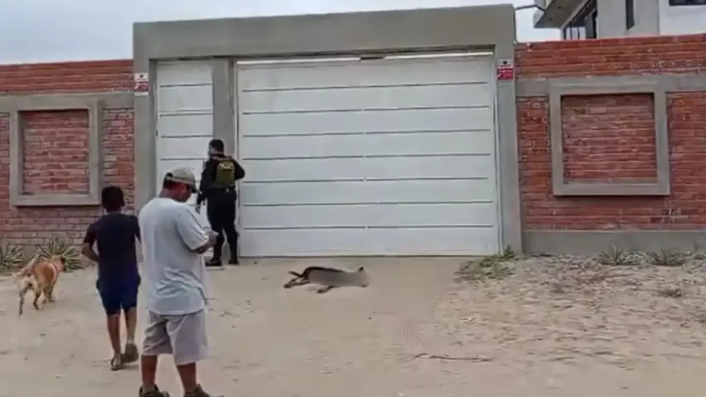 MALTRATO ANIMAL EN PIURA: Matan a un perro a perdigones frente a niños