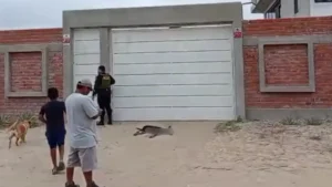 MALTRATO ANIMAL EN PIURA: Matan a un perro a perdigones frente a niños
